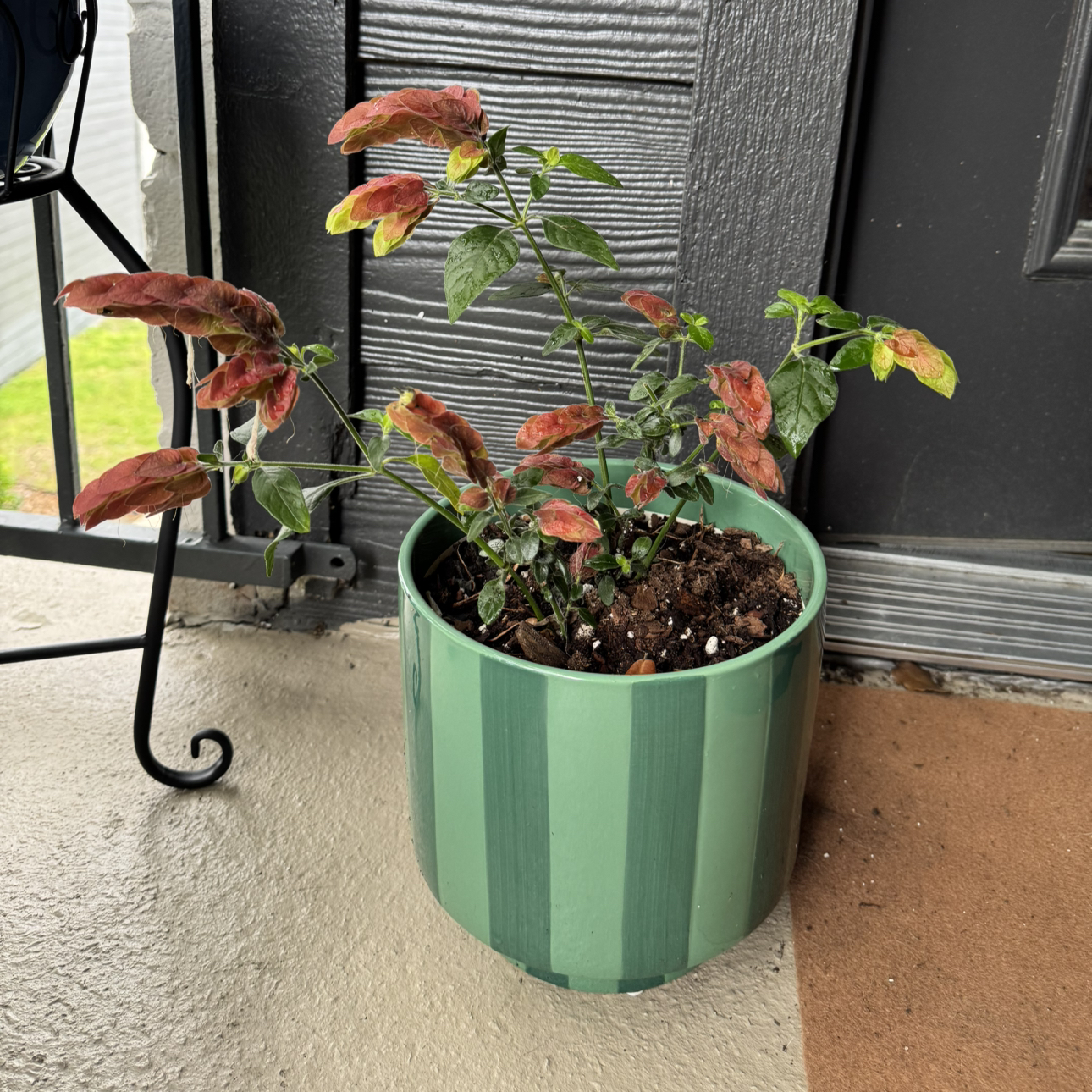 Photo of the plant species Shrimp Plant by @StrongFanmoss named Shrimply on Greg, the plant care app