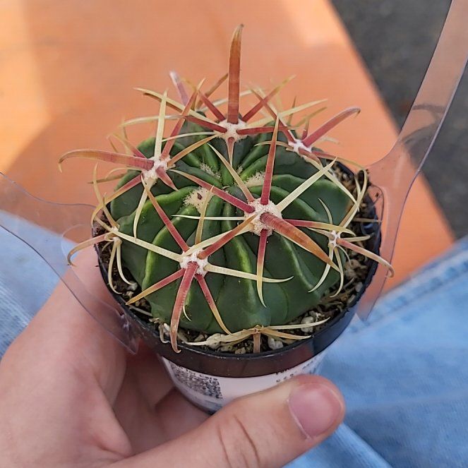 Photo of the plant species Devil's Tongue Barrel Cactus by @EarthyCobnut74 named Sigmund on Greg, the plant care app