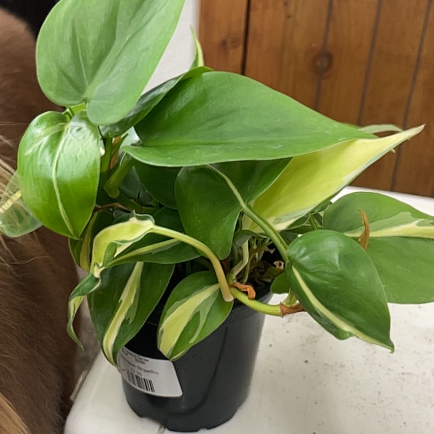 Photo of the plant species Silver Stripe Philodendron by @HipPapaya10 named Filomena on Greg, the plant care app