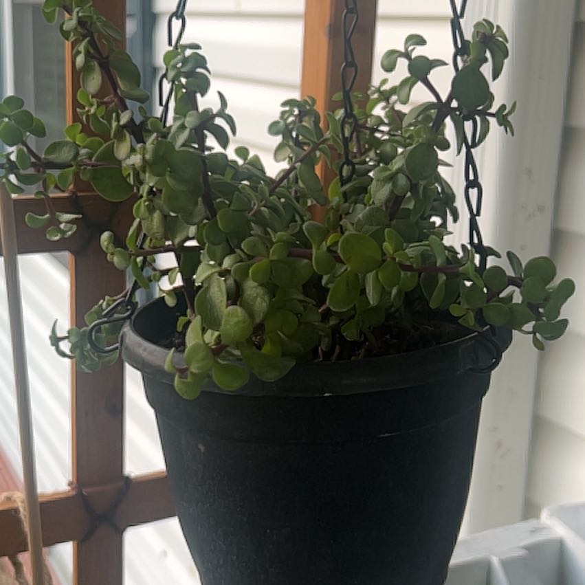 Photo of the plant species Portulacaria afra 'Prostrata Variegata' by @HipPapaya10 named Prostata on Greg, the plant care app