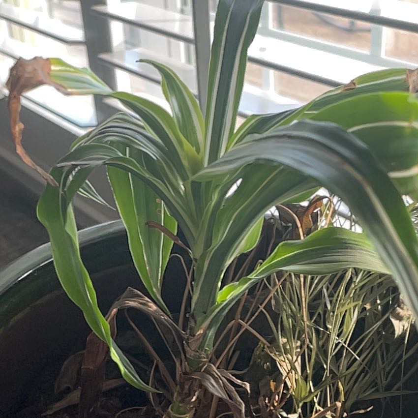 Photo of the plant species Giant Reed by @GermaneSuncup75 named Denali on Greg, the plant care app