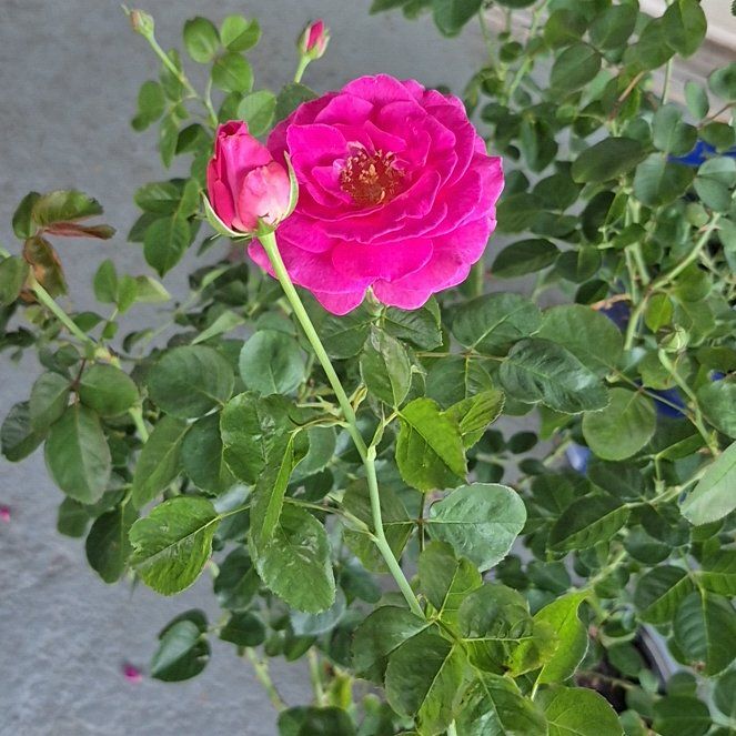 Photo of the plant species True Gratitude Rose by @HeirAraceae68 named True Gratitude from Justin on Greg, the plant care app