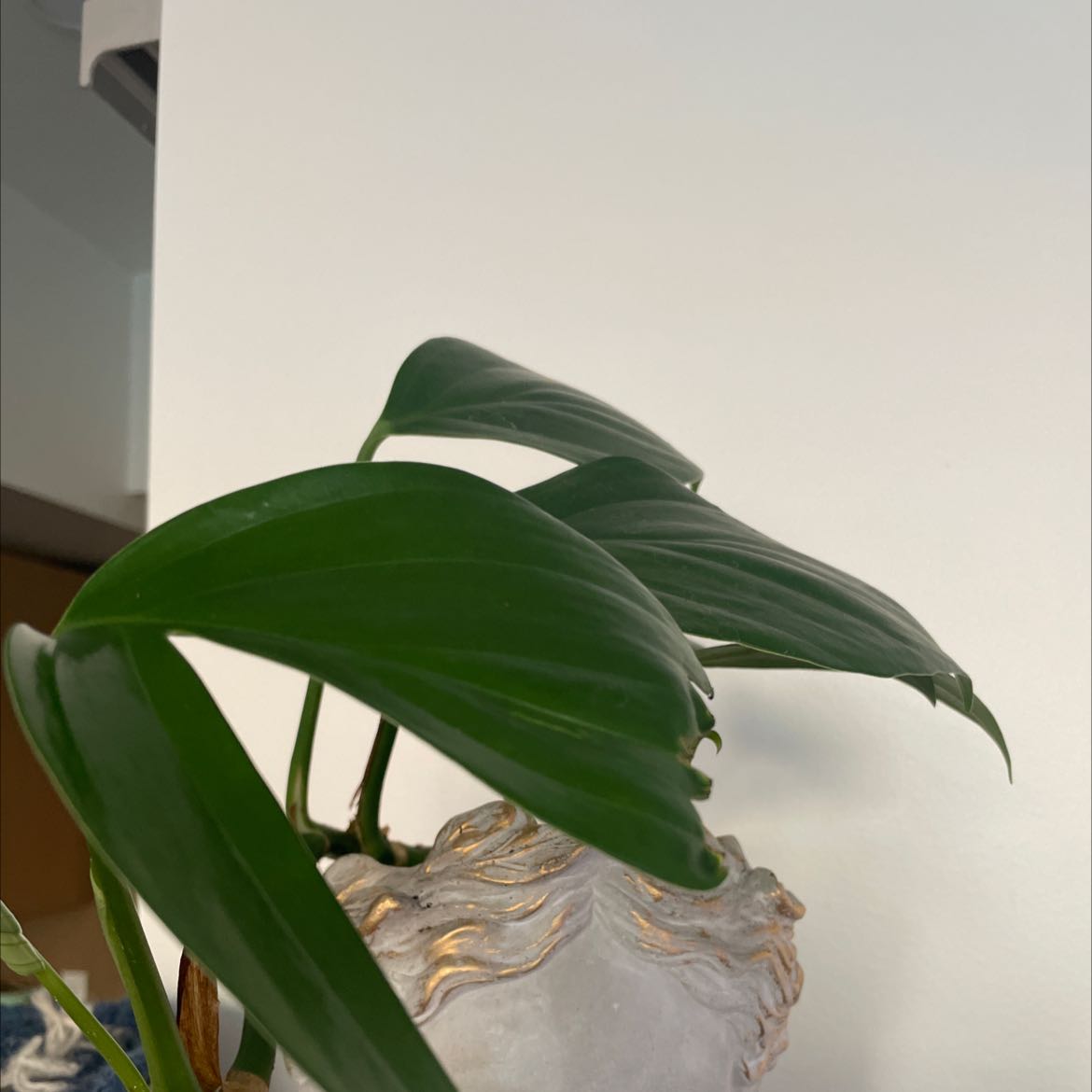 Dragon Tail Plant with healthy green leaves, well-framed and in focus.