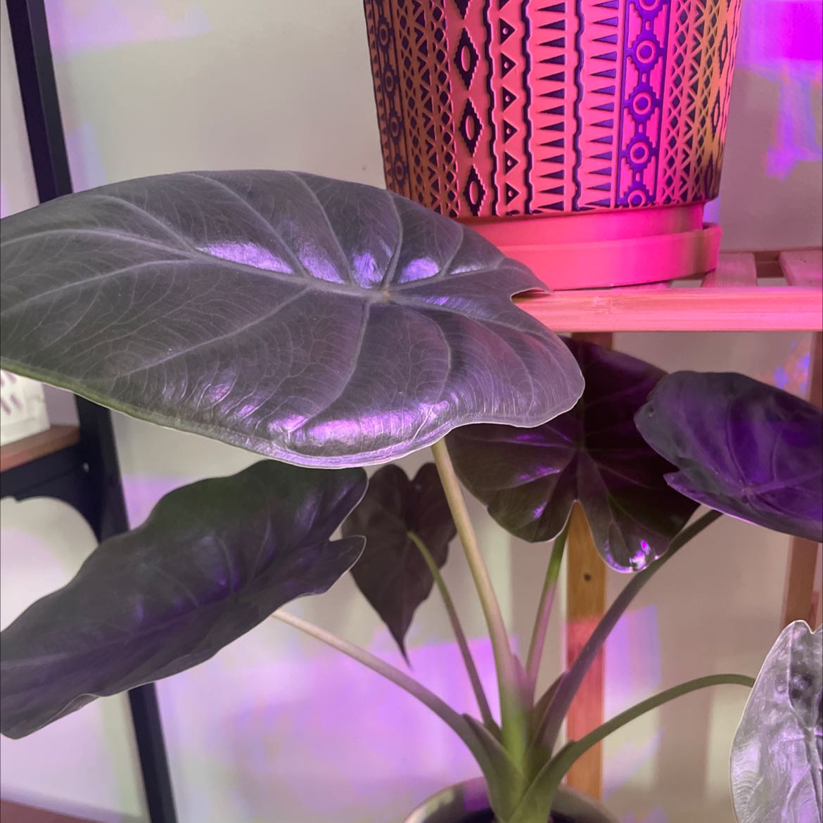 New Guinea Shield plant with large, dark green leaves in a decorative pot.