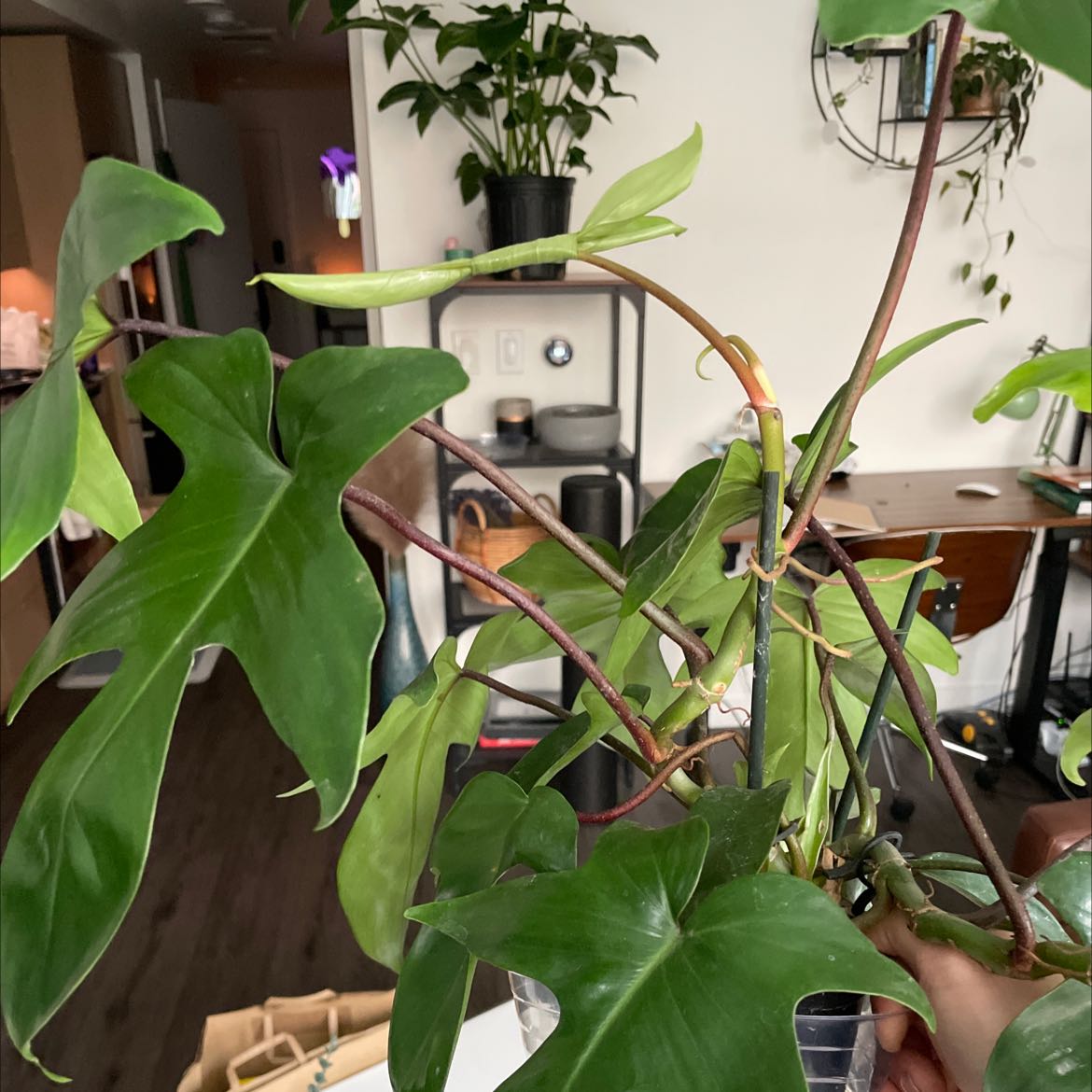 Philodendron 'Florida Beauty' plant with healthy green leaves, indoors, hand holding the plant.