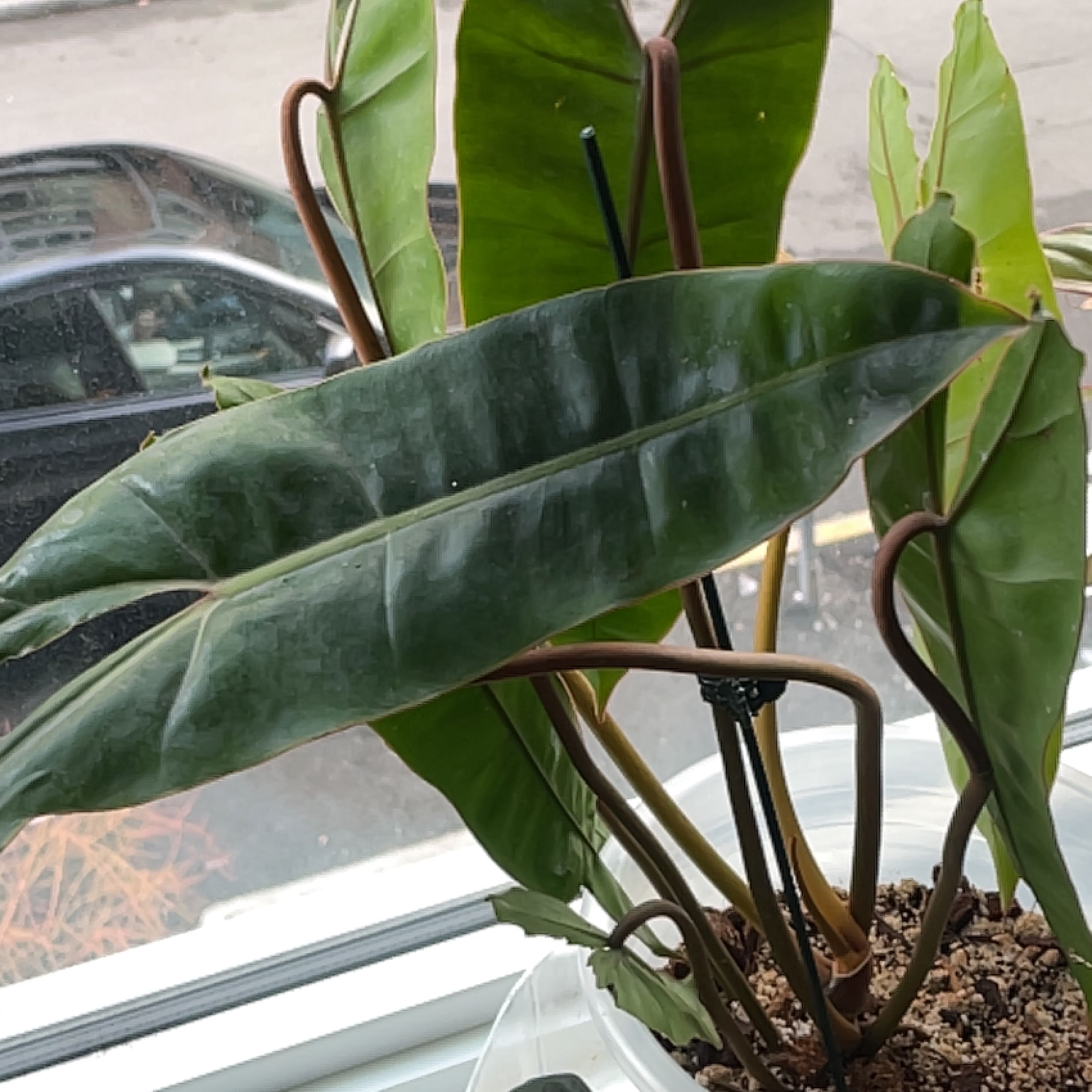 Philodendron billietiae plant with long, narrow leaves in a pot on a windowsill.