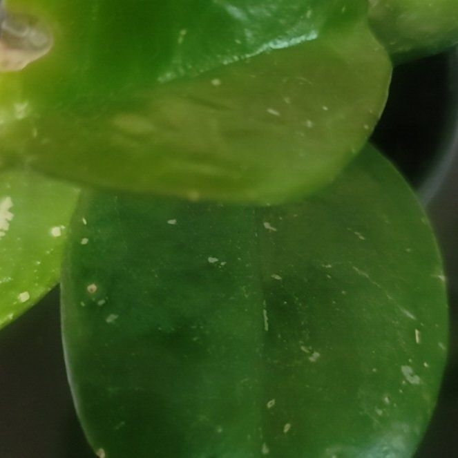 Photo of the plant species Peperomia urvilleana by @StarDeerfern54 named Orlando Bloom on Greg, the plant care app
