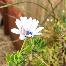Photo of the plant species Weather Prophet by @VipZebrina60 named ChloroPhil on Greg, the plant care app