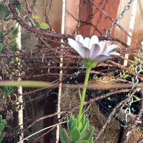 Photo of the plant species Weather Prophet by @VipZebrina60 named Sanders on Greg, the plant care app