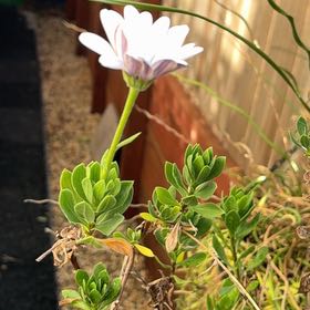Photo of the plant species Weather Prophet by @VipZebrina60 named Cleopatra on Greg, the plant care app