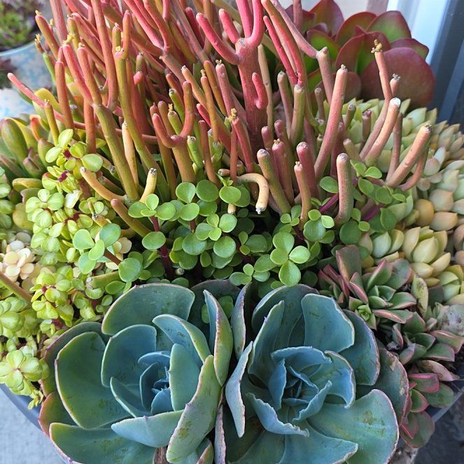 Photo of the plant species Pig's Ear by @PetMingfern93 named Diana on Greg, the plant care app