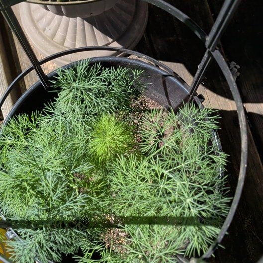 Photo of the plant species Dill by @FinestPaleflax1 named Osmo on Greg, the plant care app