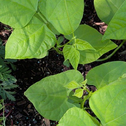 Photo of the plant species Common Bean by @FinestPaleflax1 named Hamilton on Greg, the plant care app