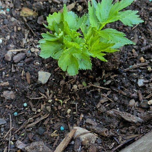 Photo of the plant species Leaf Celery by @FinestPaleflax1 named Lola on Greg, the plant care app