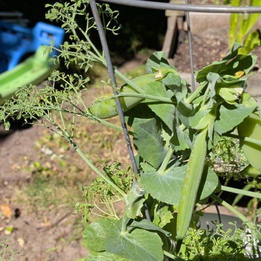 Photo of the plant species Peas by @FinestPaleflax1 named Huckleberry Fern on Greg, the plant care app