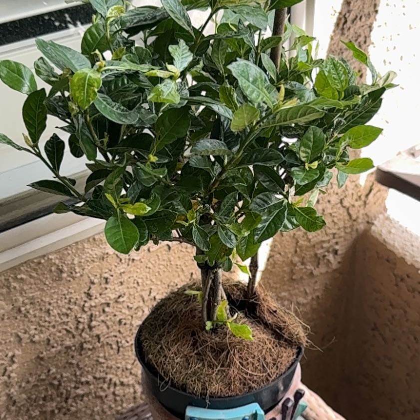 Photo of the plant species Gardenia by @KeyLippia78 named Surya on Greg, the plant care app