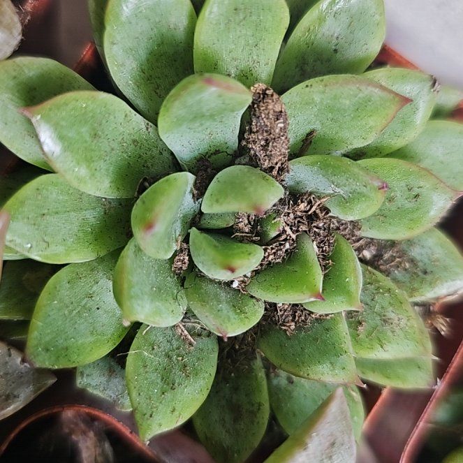 Photo of the plant species Sealettuce by @HighFanpalm31 named Hemingway on Greg, the plant care app