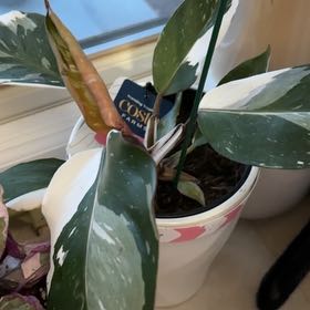 Photo of the plant species White Knight Philodendron by @WhollyJade58 named Fitzgibbon on Greg, the plant care app