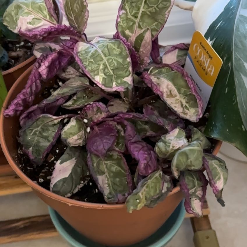 Photo of the plant species Flame Violet by @WhollyJade58 named Naomi on Greg, the plant care app
