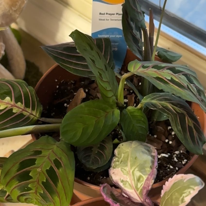 Photo of the plant species Red prayer plant by @WhollyJade58 named Ronaldo on Greg, the plant care app