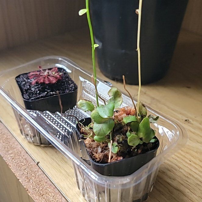Photo of the plant species Primrose Butterwort by @MeekFlax86 named Prince on Greg, the plant care app