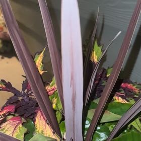 Photo of the plant species New Zealand Flax by @MeekShadbush28 named Mollie on Greg, the plant care app