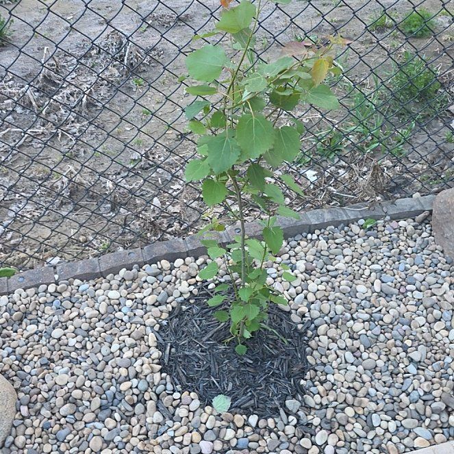 Photo of the plant species Swedish Aspen by @MeekRedlog22 named Oscar on Greg, the plant care app
