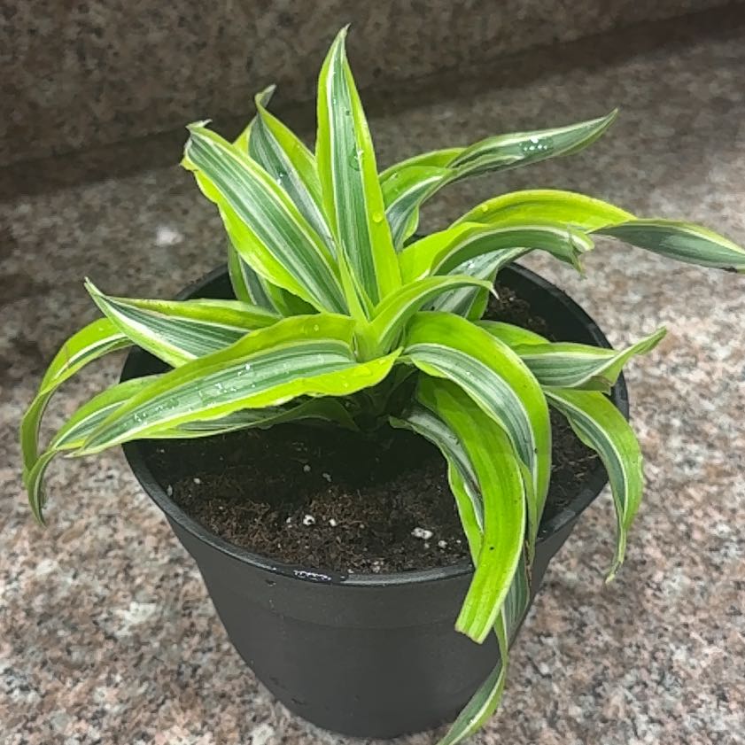 Photo of the plant species Lemon Surprise Dracaena by @CoolRedhill33 named Demi on Greg, the plant care app