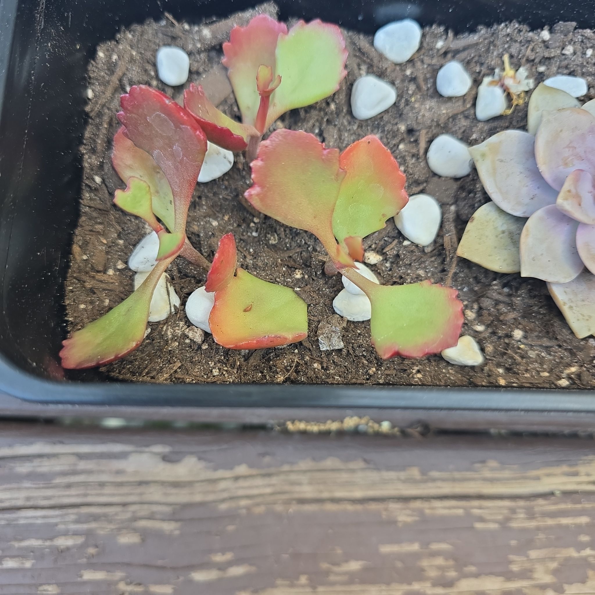 Photo of the plant species Tugela Cliff-Kalanchoe by @DollMiro82 named Khaleesi on Greg, the plant care app