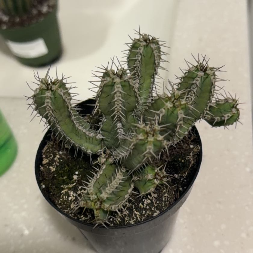 Photo of the plant species Euphorbia Polyacantha by @KeyKanna83 named Winston on Greg, the plant care app
