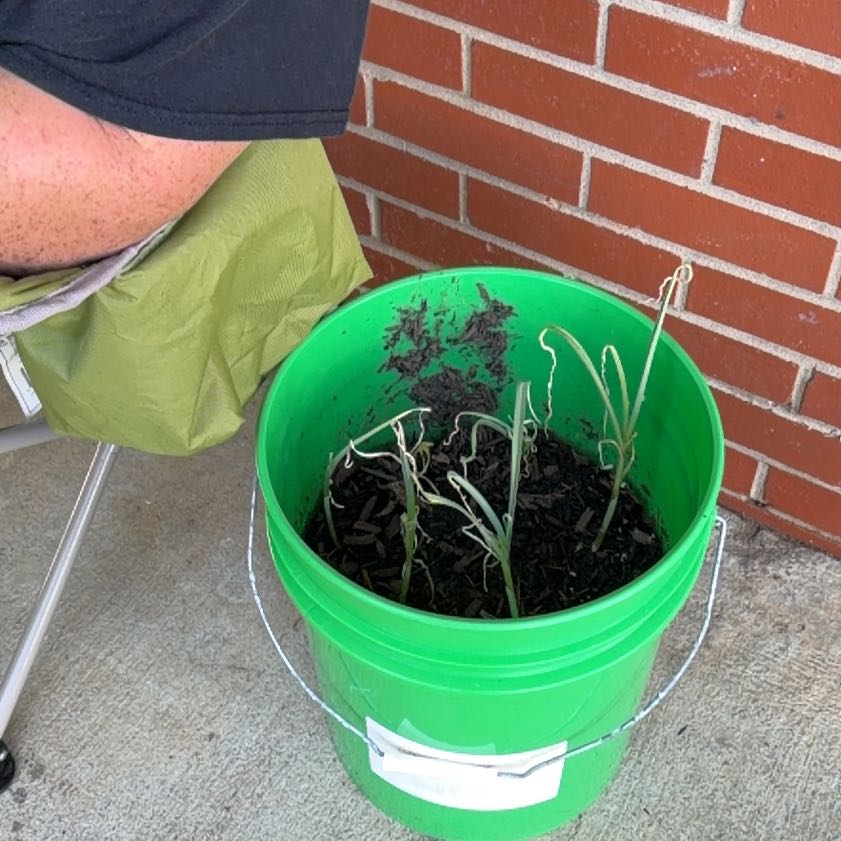Photo of the plant species Allium Sativum by @MeekSoybean66 named Plato on Greg, the plant care app