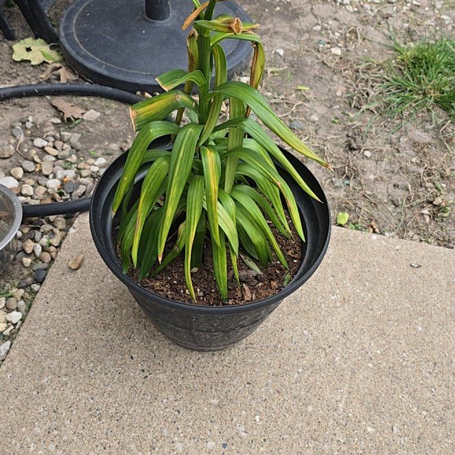 Photo of the plant species Easter Lily by @ProMystax41 named Messi on Greg, the plant care app