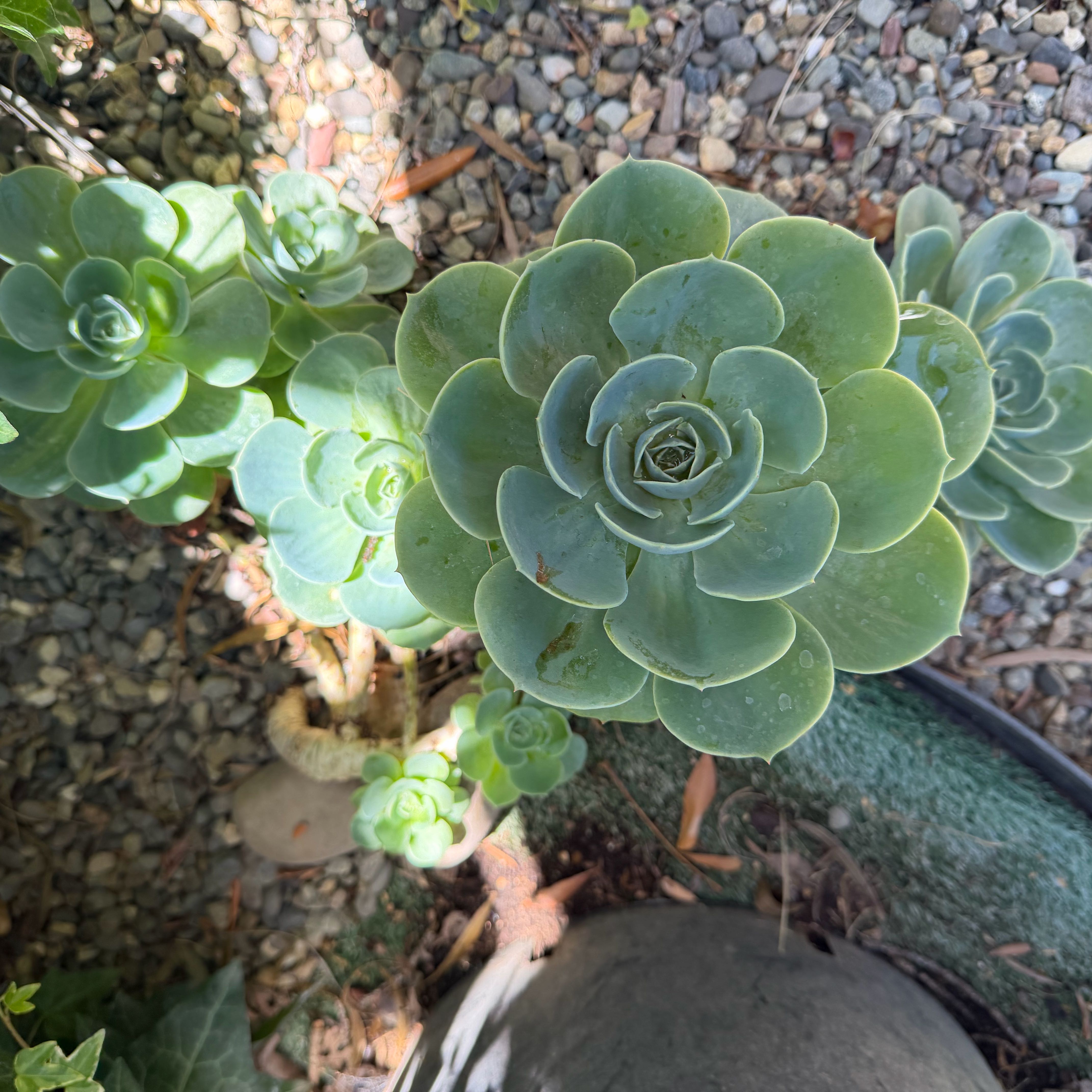 Photo of the plant species Blue Spurge by @VipNinebark31 named Xena on Greg, the plant care app