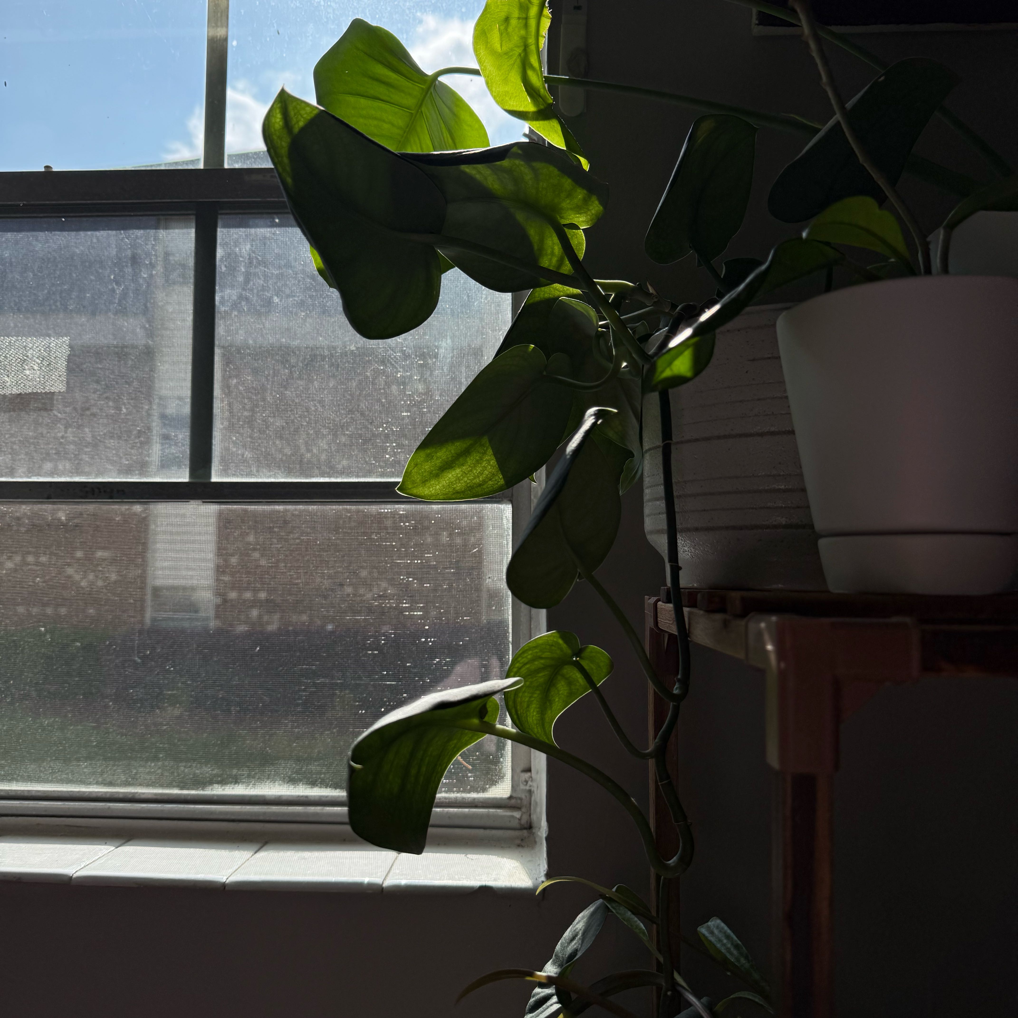 Photo of the plant species Satin Pothos by @BenignantCorn74 named da Vinci on Greg, the plant care app