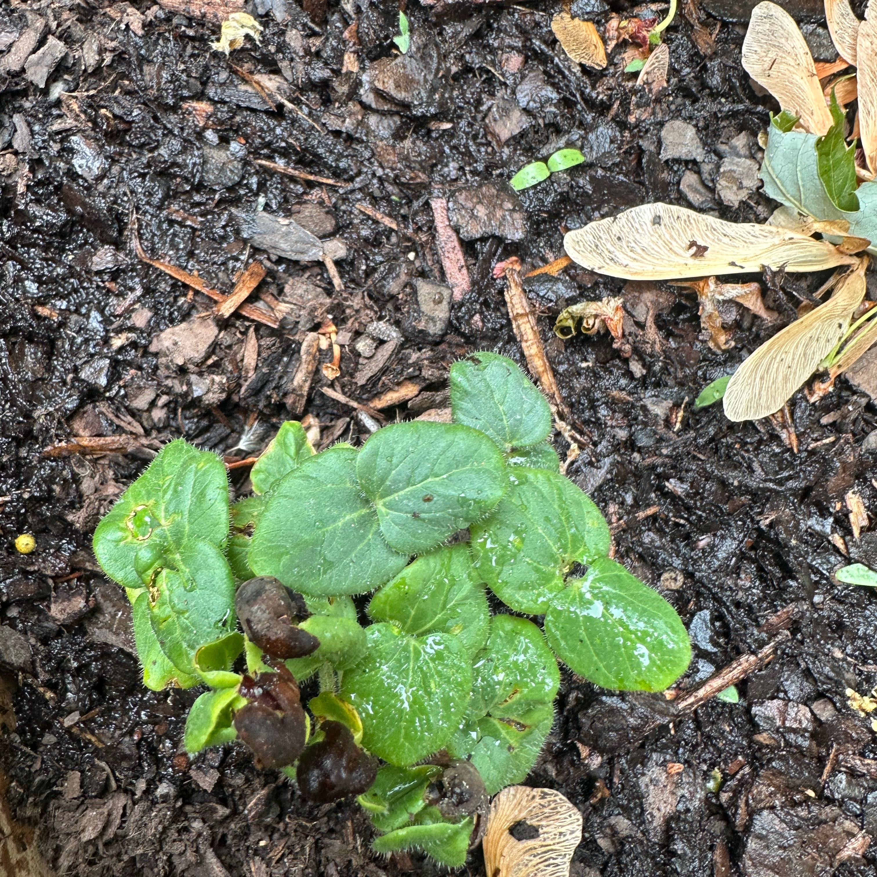 Photo of the plant species Potato by @TerrificCowslip named Mollie on Greg, the plant care app