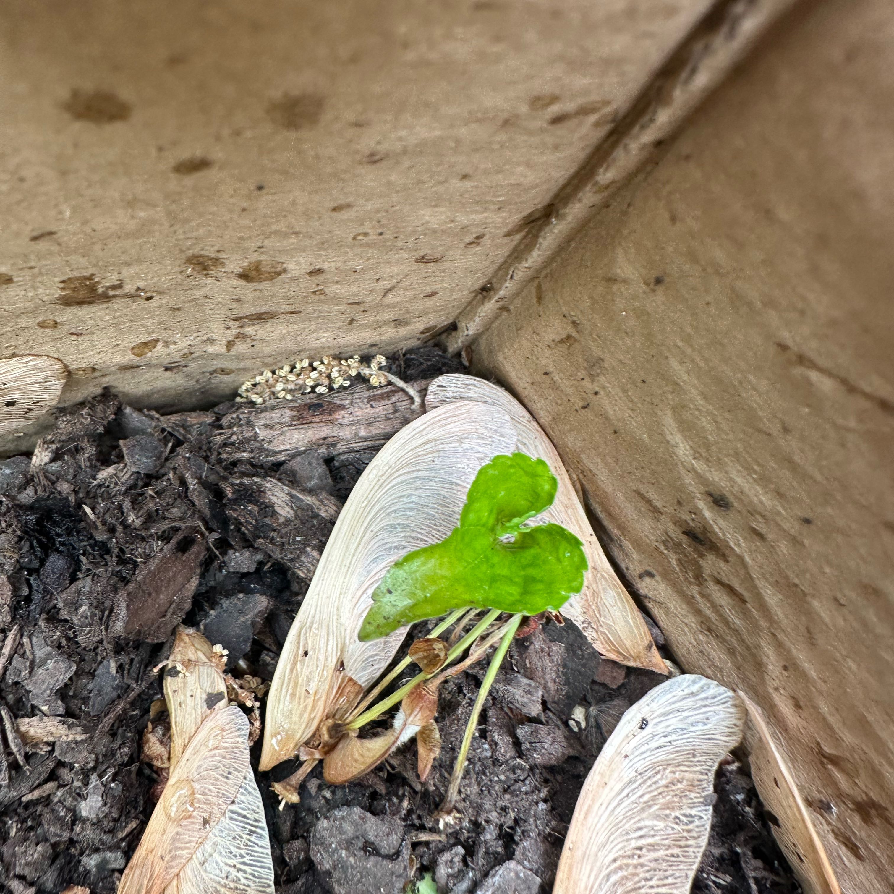 Photo of the plant species Ginkgo Tree by @TerrificCowslip named Gaga on Greg, the plant care app