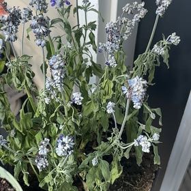 Photo of the plant species Mealycup Sage by @HotLionsear45 named Oscar on Greg, the plant care app