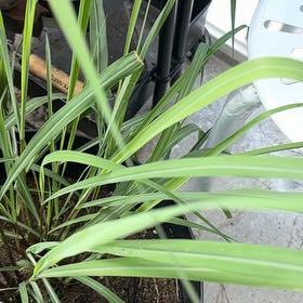 Photo of the plant species Lemon Grass by @HotLionsear45 named Daphne on Greg, the plant care app