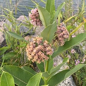 Photo of the plant species Asclepias Syriaca by @TopRedlion20 named Huckleberry Fern on Greg, the plant care app