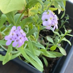 Photo of the plant species Candytuft by @TopRedlion20 named Kobe on Greg, the plant care app