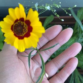 Photo of the plant species Atkinson's Tickseed by @TopRedlion20 named Sanders on Greg, the plant care app