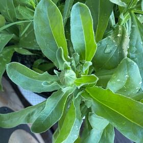 Photo of the plant species Marigold by @TopRedlion20 named Gregarious on Greg, the plant care app