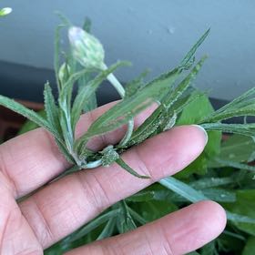 Photo of the plant species Cornflower by @TopRedlion20 named Elle on Greg, the plant care app