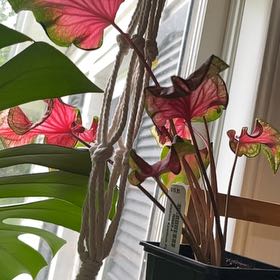 Photo of the plant species Kaladium™ 'Fairytale Princess™' by @AnewBushlily26 named Gates on Greg, the plant care app