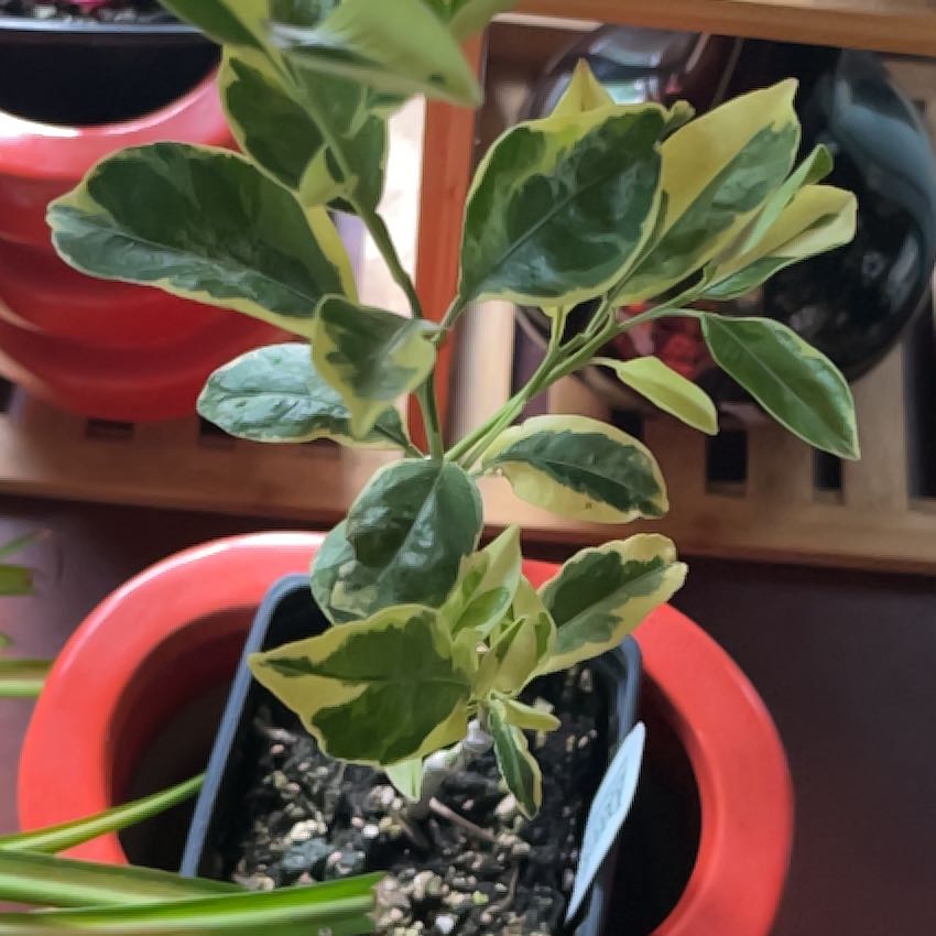 Photo of the plant species Variegated Calamondin Tree by @AnewBushlily26 named Diana on Greg, the plant care app
