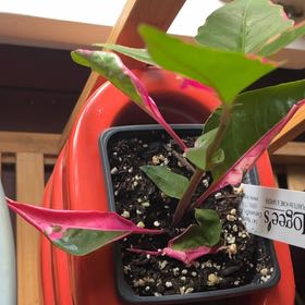 Photo of the plant species Party Time Alternanthera by @AnewBushlily26 named Lola on Greg, the plant care app