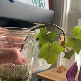 Photo of the plant species Cape Ivy by @AnewBushlily26 named Navajo on Greg, the plant care app