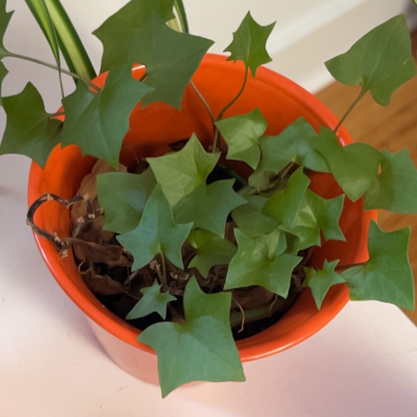 Photo of the plant species Cape Ivy by @AnewBushlily26 named Orlando Bloom on Greg, the plant care app
