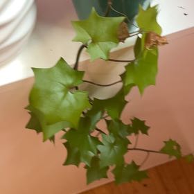 Photo of the plant species Cape Ivy by @AnewBushlily26 named Apollo on Greg, the plant care app