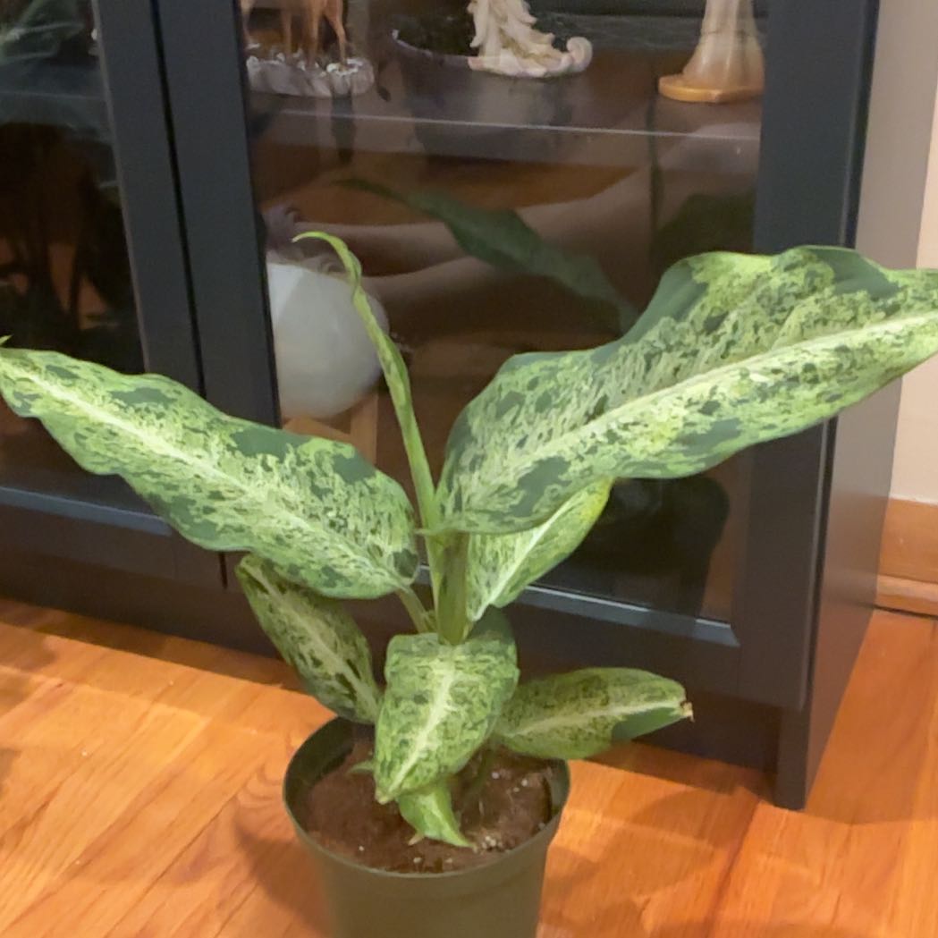Photo of the plant species Dieffenbachia 'Camouflage' by @Ghost.girl named Maya on Greg, the plant care app